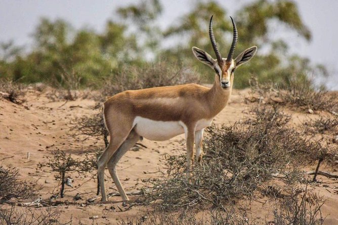 Explore Agadir wildlife national park safari with lunch & pickup - Souss Massa National Park Museum: Learn What You’re Looking For