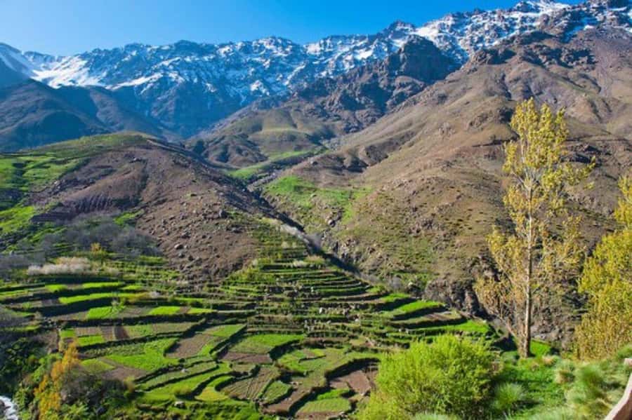 Explore the Atlas Mountains & waterfalls - Half Day Tour - First Stop: Argana Café Meeting Point in Jemaa el-Fna