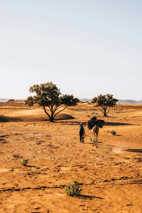 Fes : 3 Day Tour with 2 nights in desert merzouga - Drivers and guides: what the best bookings get right