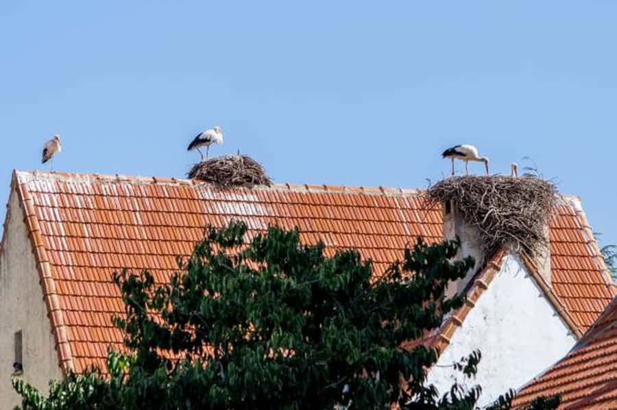 Fes, Berber and Middle Atlas Day Trip - Ifrane’s French mountain feel and the Lion Stone in season