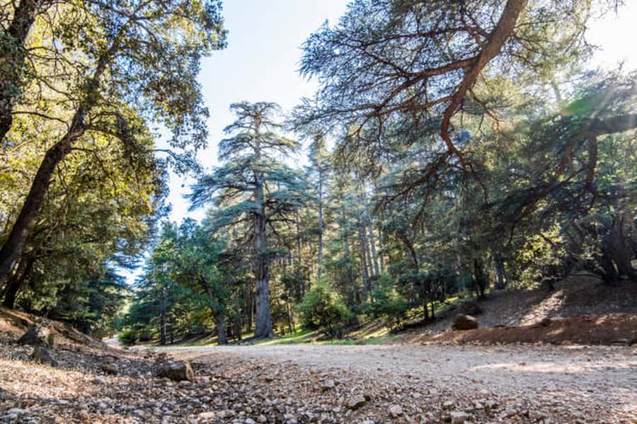 Fes, Berber and Middle Atlas Day Trip - Cedar forest and Barbary monkeys: the money stops for photos