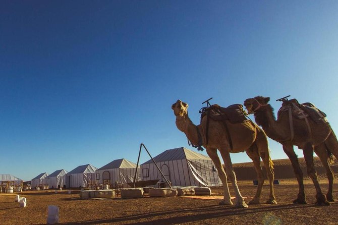 Fes to Marrakech desert tours 3 days - Price and meals: what $557.98 really covers