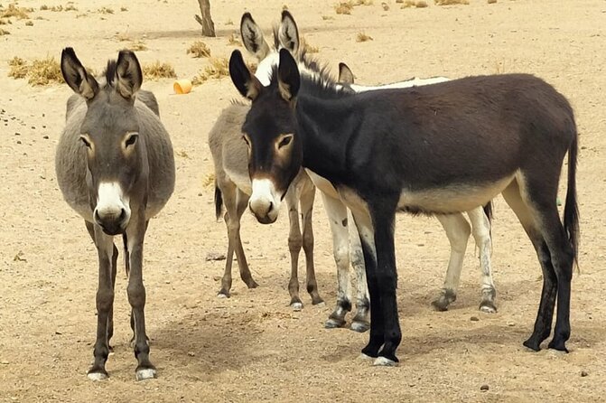 Fint Oasis Private Day Hike - Donkey option: a gentler way to reach the oasis