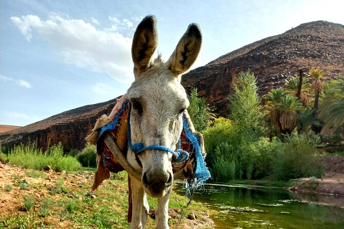 Fint Oasis Private Day Hike - How flexible is the day: 5 hours, or more if you ask
