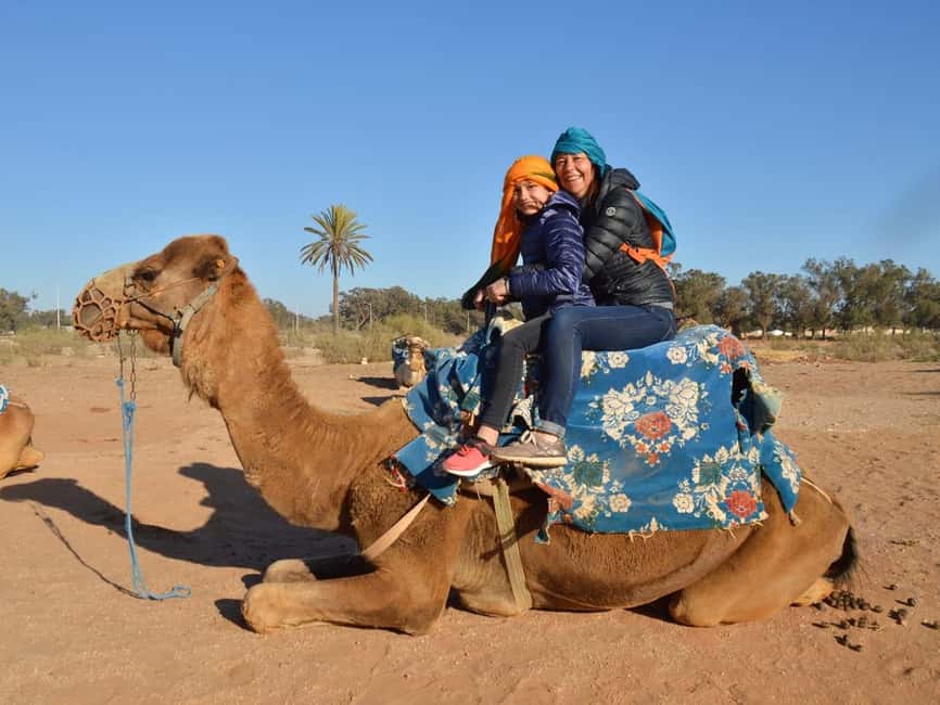 From Agadir: Camel Ride and Flamingo Trek - Mounting the camel: calm animals, first-ride nerves