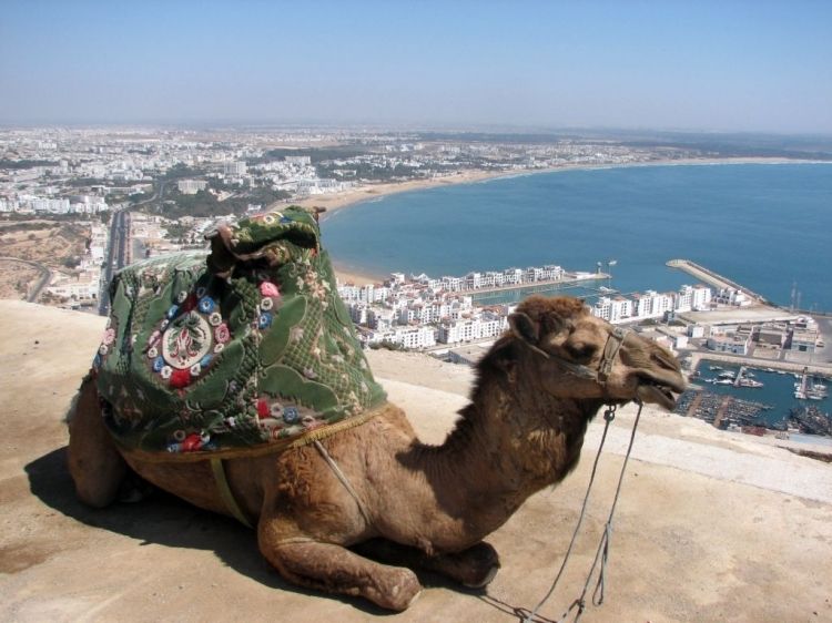 From Agadir: City Tour with Hotel or Port Transfers - Getting oriented fast with hotel or port pickup