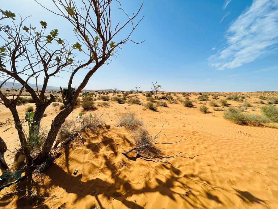 From Agadir: Jeep Desert Safari with Lunch and Camel Ride - Ceramics and pottery stops: how craft time fits into a safari day