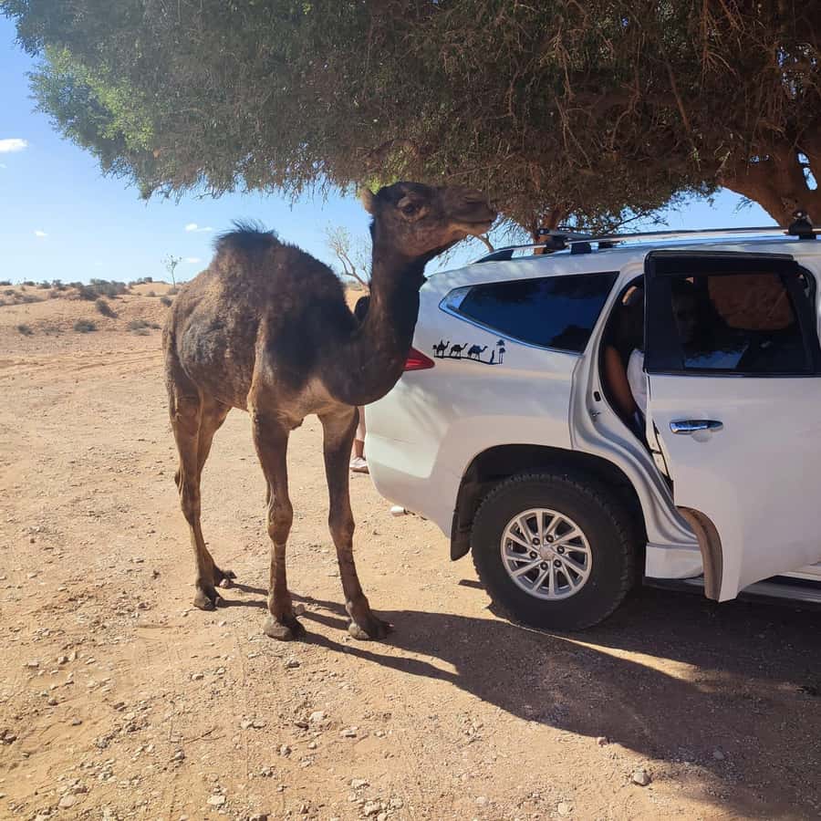 From Agadir: Mini Sahara Day Tour with Lunch - Key takeaways before you go