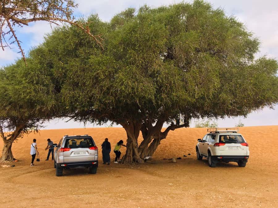 From Agadir: Mini Sahara Day Tour with Lunch - Should You Book This Mini Sahara Day Tour from Agadir?