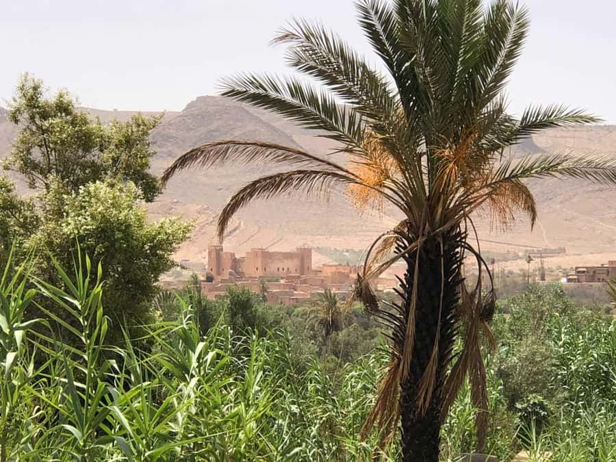 From Agadir or Taghazout: 2-Day Sahara Desert Tour to Zagora - Who should book this 2-day Zagora Sahara tour (and who should skip it)