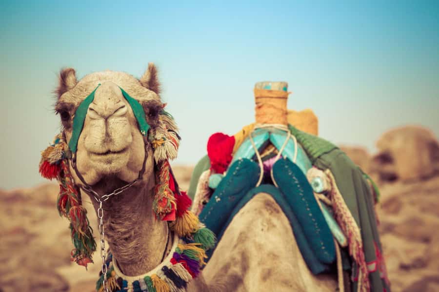 From Agadir or Taghazout: Camel Ride Berber Tour Experience - Who This Tour Fits Best (And Who Might Want Something Else)