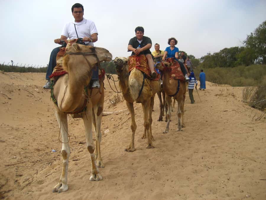 From Agadir or Taghazout: Camel Ride Berber Tour Experience - Flamingos and Birds: How to Get the Best Possible Viewing
