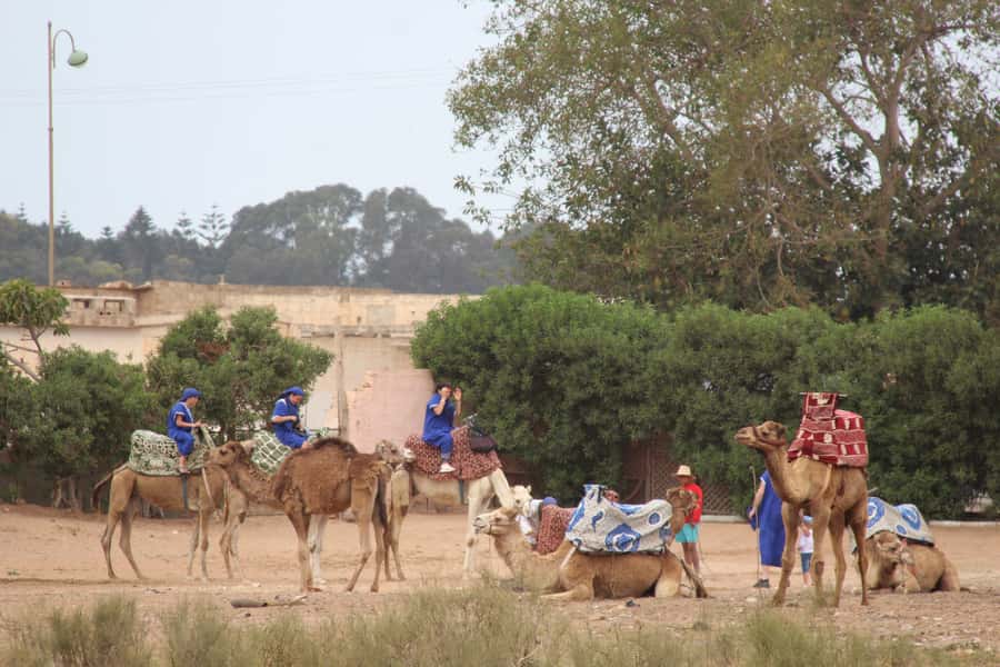 From Agadir or Taghazout: Camel Ride Berber Tour Experience - Photos and Timing: Getting the Shots Without Stress