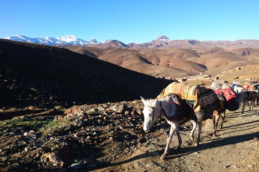 From Agadir or Taghazout: Paradise Valley Natural Atlas Tour - Should you book the Paradise Valley Natural Atlas Tour?