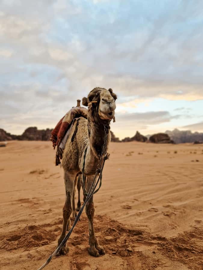 From Agadir: Sahara Desert Day Trip and Camel Ride - Tiznit, Morocco’s silver capital: more than a jewelry shopping stop