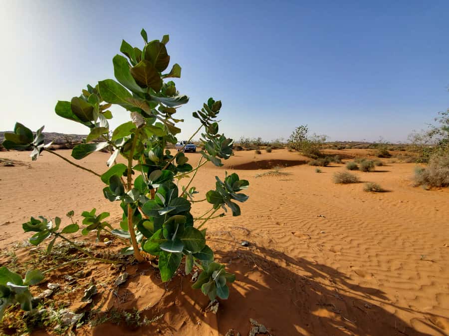 From Agadir: Sahara Desert Day Trip and Camel Ride - The Berber lunch and mint tea ceremony that actually anchors the day