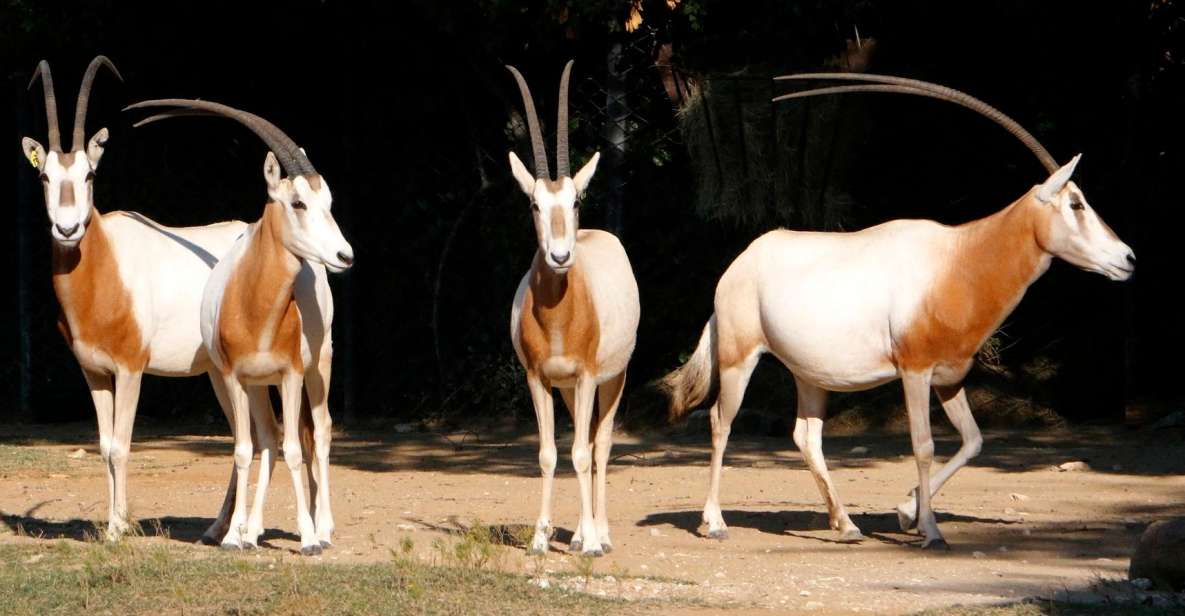 From Agadir: Souss Massa National Park Tour - Key Things You’ll Appreciate