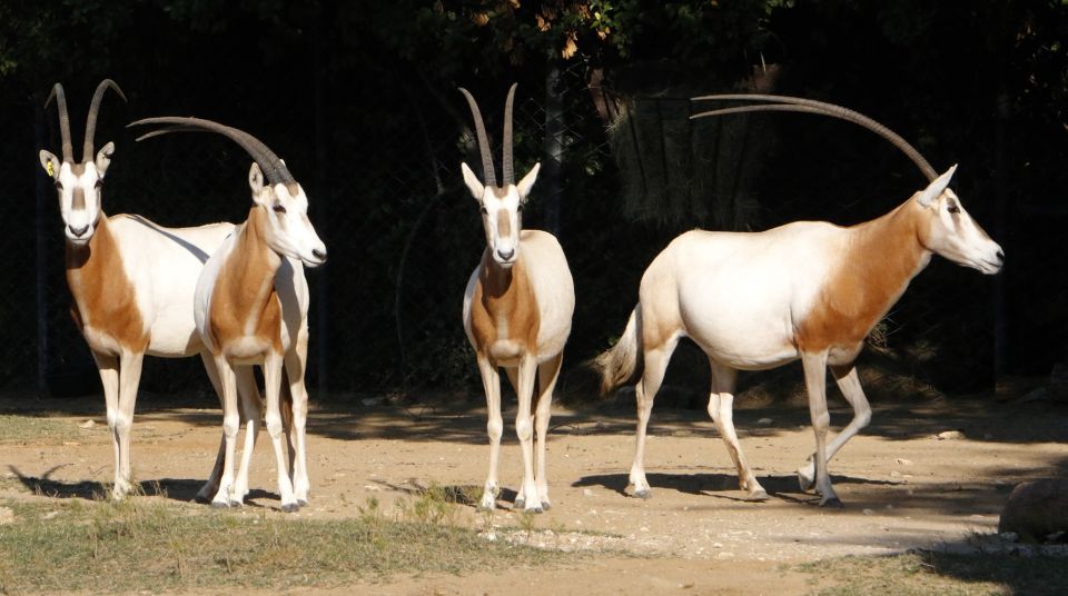 From Agadir: Souss Massa National Park Tour - Watching endangered species in a controlled, respectful way