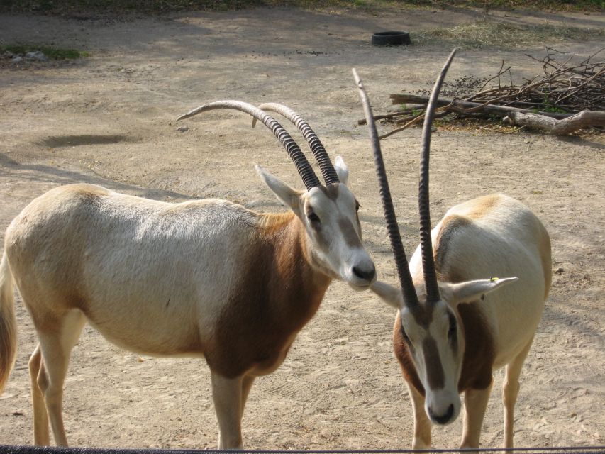 From Agadir: Souss Massa National Park Tour - The car rules you should plan for (so you’re not surprised)