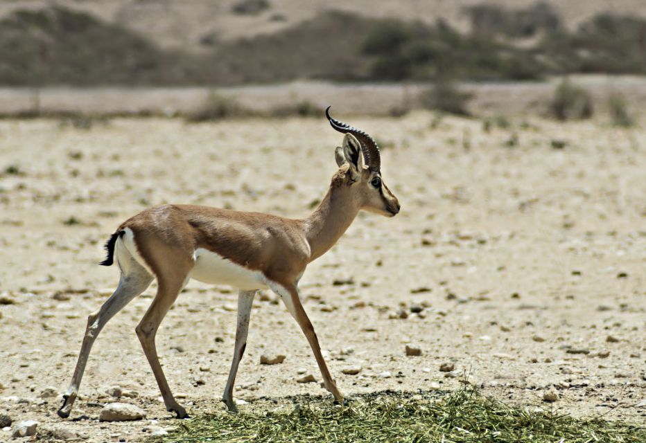 From Agadir: Souss Massa National Park Tour - What wildlife you might actually see (and how to set expectations)