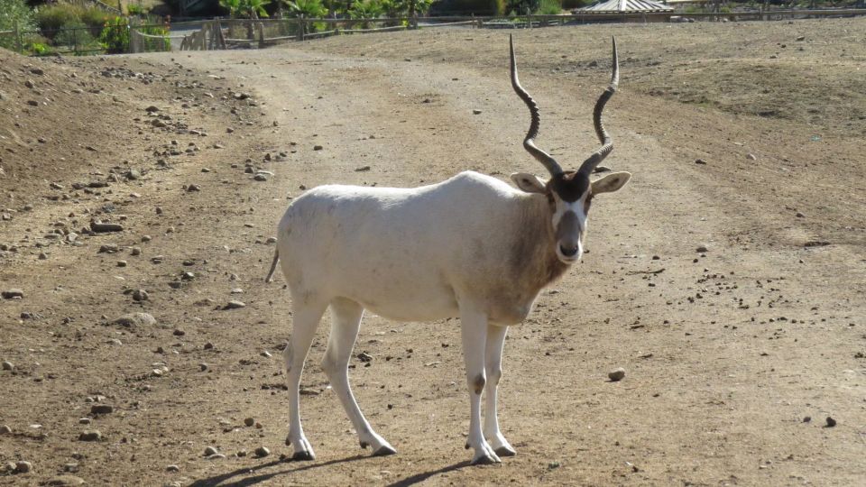 From Agadir: Souss Massa National Park Tour - On the way back: local stops the guide may suggest