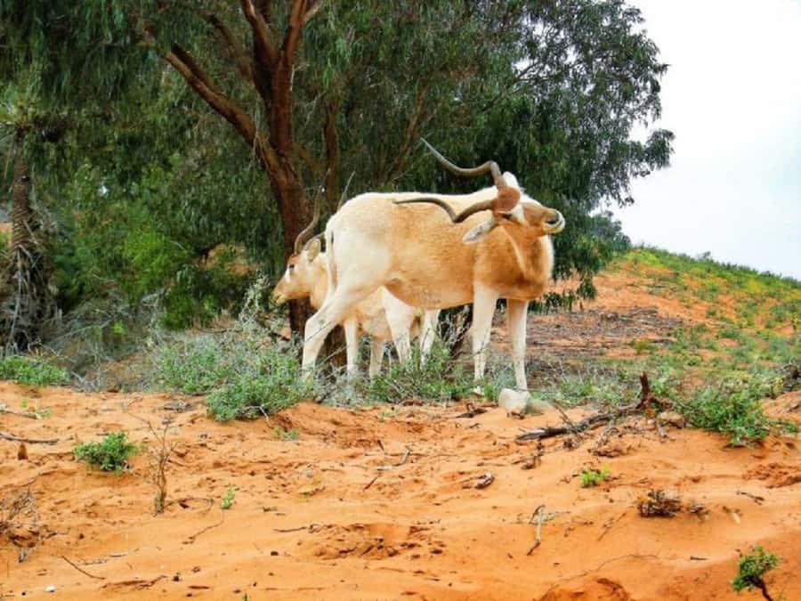 From Agadir: Souss-Massa National Park Tour with Lunch - Key things to know before you go