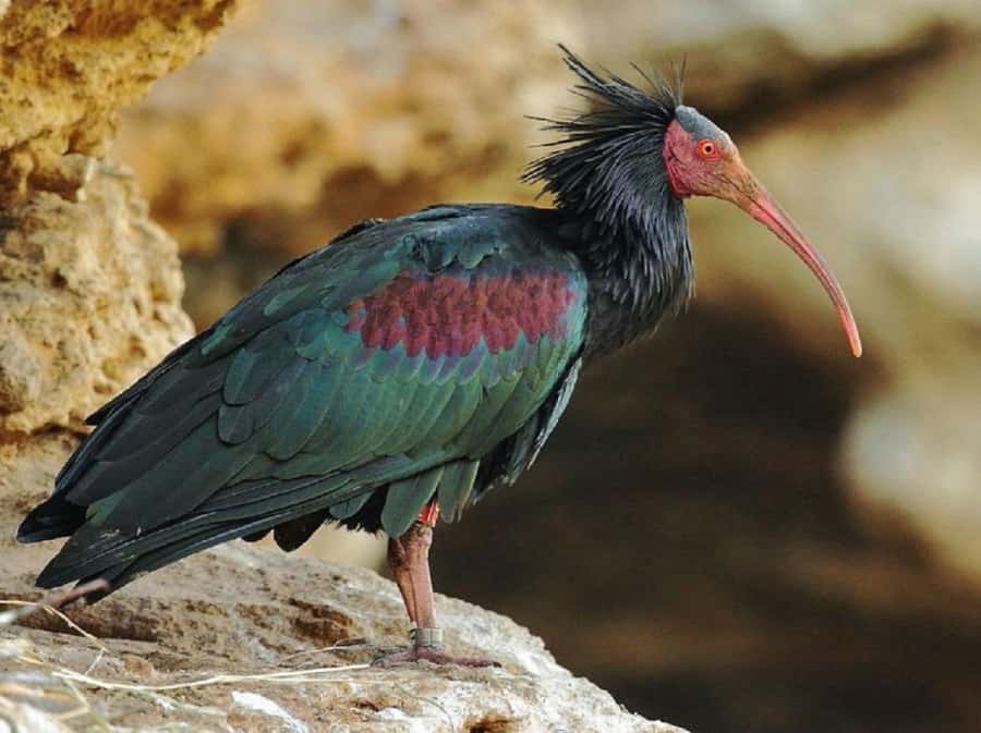 From Agadir: Souss-Massa National Park Tour with Lunch - Wildlife time in the reserve: what you’re likely to spot