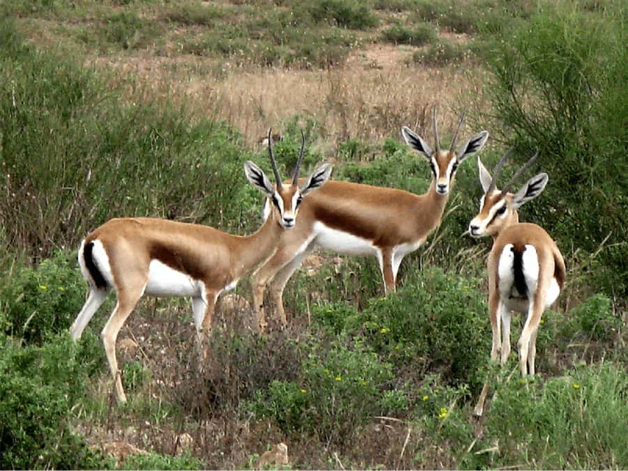 From Agadir: Souss-Massa National Park Tour with Lunch - Lunch at a Kasbah: the food part you’ll actually remember