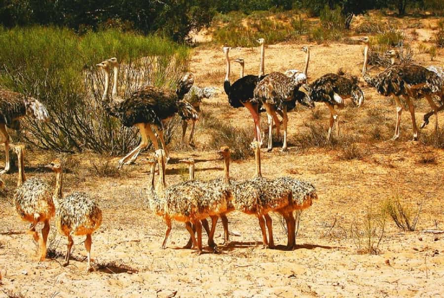 From Agadir: Souss-Massa National Park Tour with Lunch - Agadir pickup and the 4WD morning rhythm