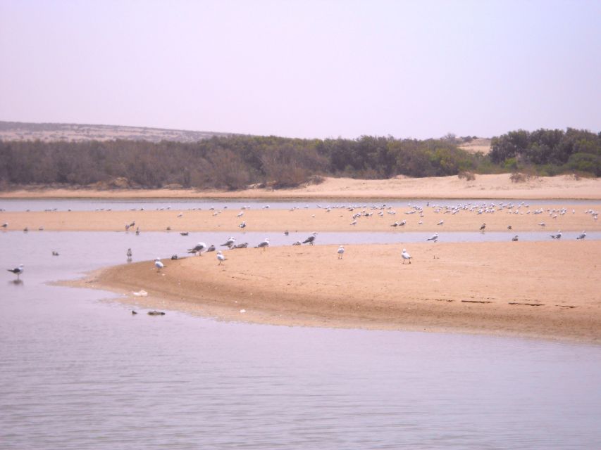 From Agadir: Souss Massa National Park Tour - The museum stop: why the lesson matters before you look for animals