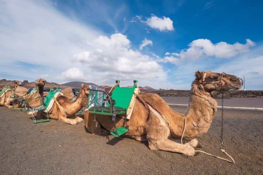 From Agadir: Souss River Camel Ride - The camel trek: eucalyptus, the river edge, and wildlife to watch for