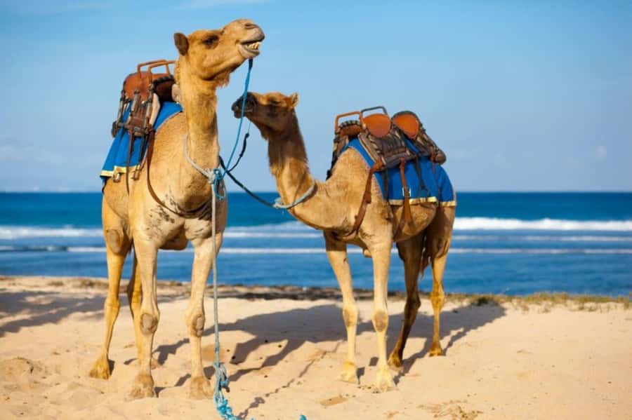 From Agadir: Souss River Camel Ride - Sunset and ocean air: why this timing matters