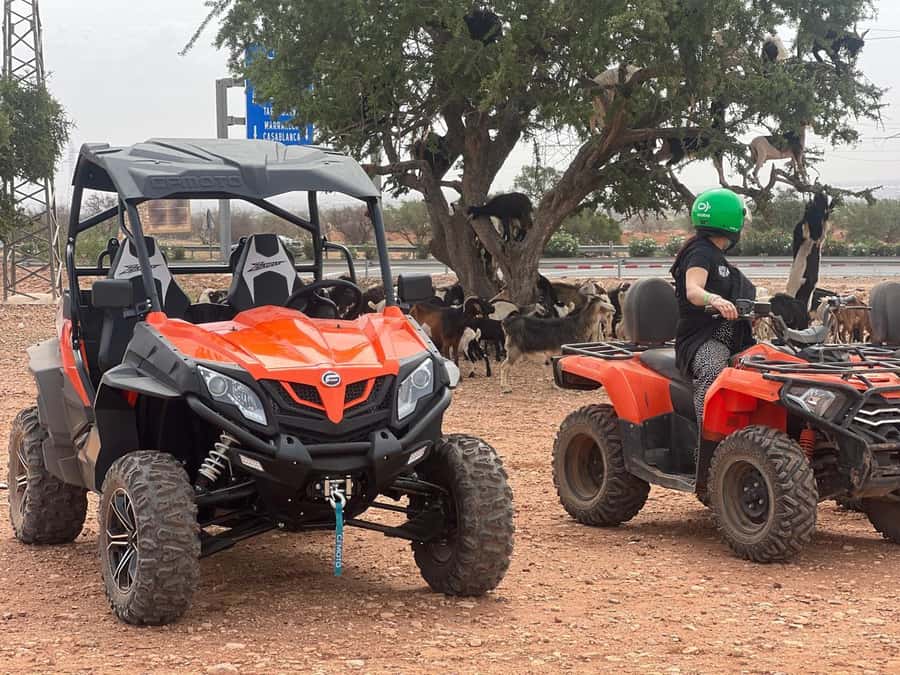 From Agadir/Taghazout: Buggy Safari Adventure & Moroccan Tea - Quad Time vs Buggy Reality: What to Confirm So You Don’t Get Surprised
