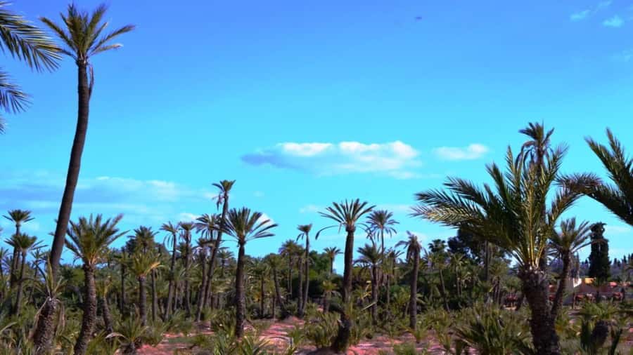 From Casablanca: Day Trip to Marrakech with Camel Ride - Bahia Palace and Secret Garden: Pay Extra, Manage Expectations