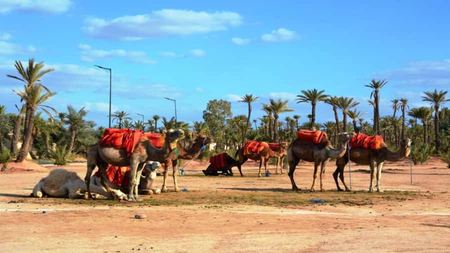 From Casablanca: Day Trip to Marrakech with Camel Ride - FAQ