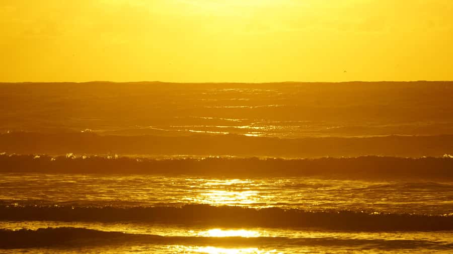 From Essaouira: 2h Horseback Ride with Sunset - Meet the Horses: Why Arabian-Berber Feels Like the Right Choice