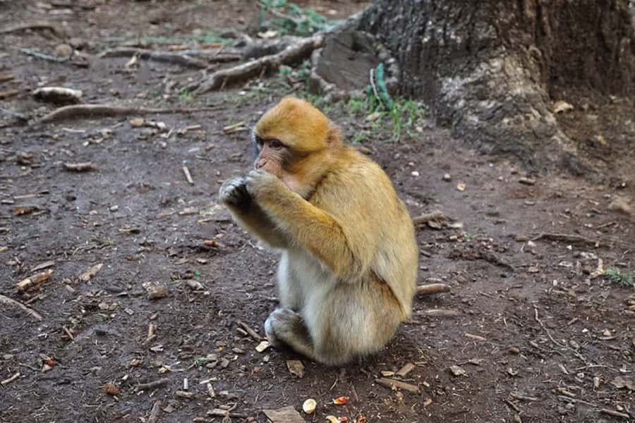 From Fes: 2 Day Trip to Marrakech via the Desert& Camel Trek - Ifrane and Azrou Monkey Forest: the classic pause between city and desert