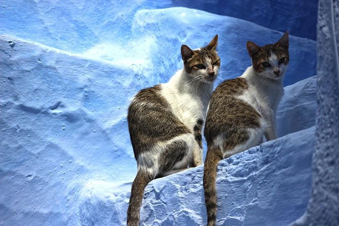 From Fes : Chefchaouen Day trip with small Group - Key highlights to know before you go