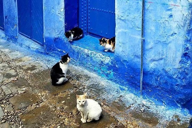 From Fes : Chefchaouen Day trip with small Group - Hotel pickup in Fez and the morning start that saves your energy