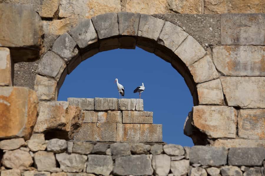 From Fes: Volubilis, Moulay Idriss and Meknes Full-Day Trip - Quick Takes Before You Go