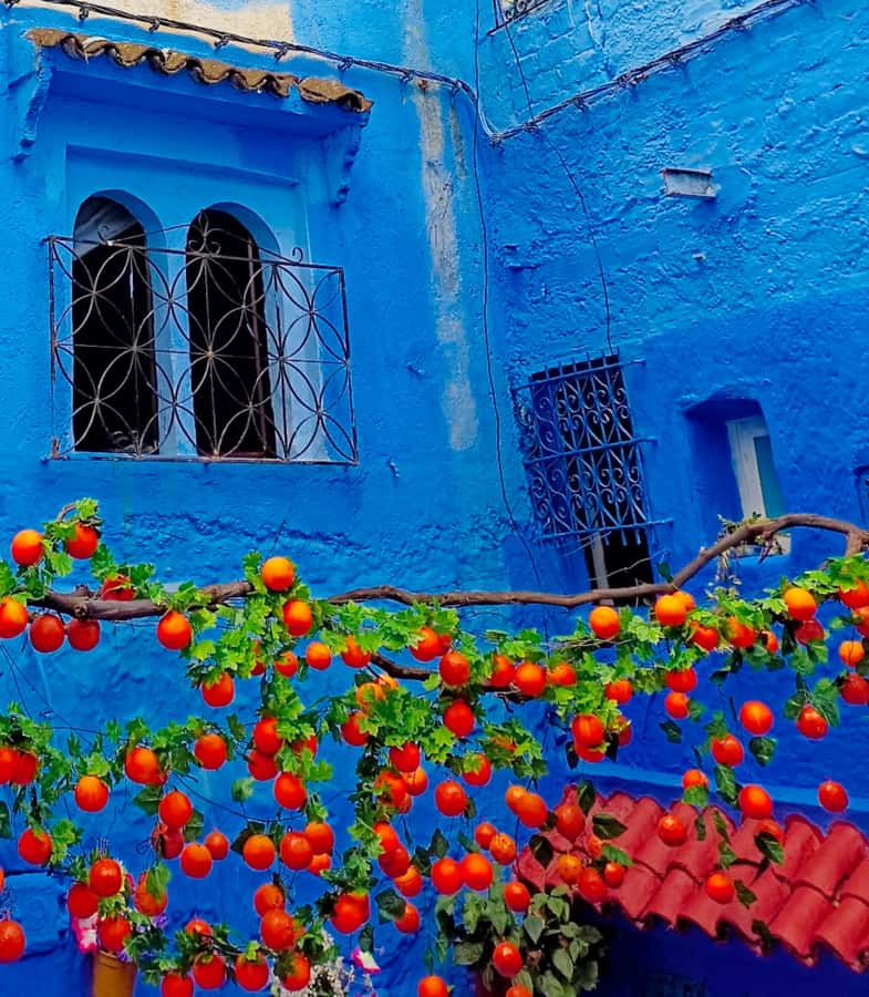 From Fez : Memorable Day Trip to Chefchaouen the Blue City - Should you book the Fez to Chefchaouen day trip?