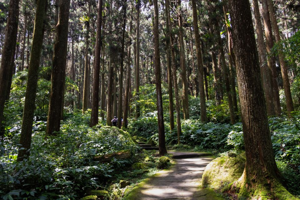 From Fez: Middle Atlas and Monkey Forest Day Trip - Ifrane National Park: Cedar Forests And Barbary Macaques