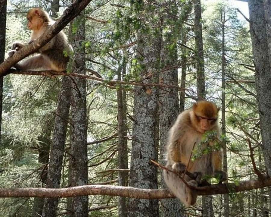 From Fez: Middle Atlas Ifran and Forest of Monkeys Day Trip - Why this Ifrane and Forest of Monkeys route works from Fez