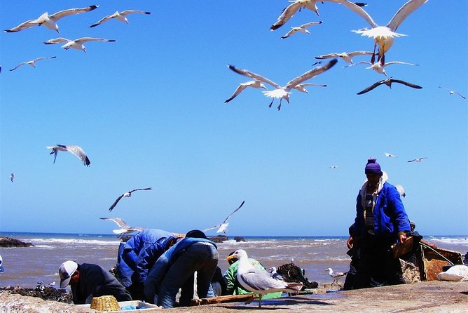 From Marrakech : 1-Day Group Trip To Essaouira - Argan trees and the goats: the stop that feels like Morocco magic