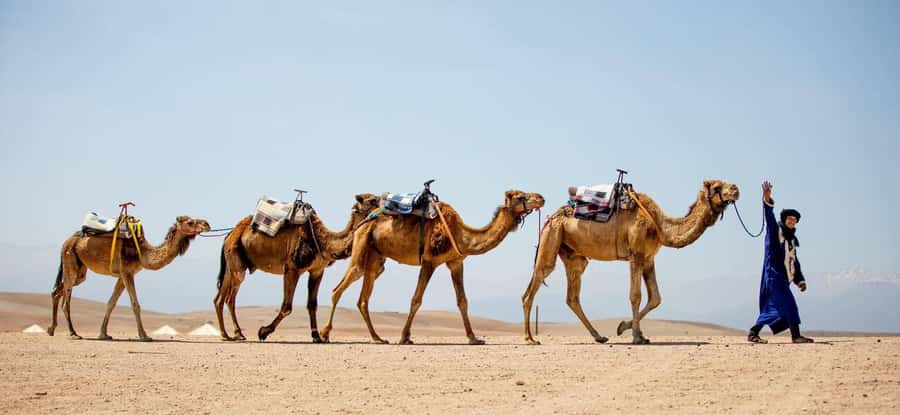 From Marrakech: 1-Hour Sunset Camel Ride in Agafay Desert - Stargazing after sunset: when the sky steals the show