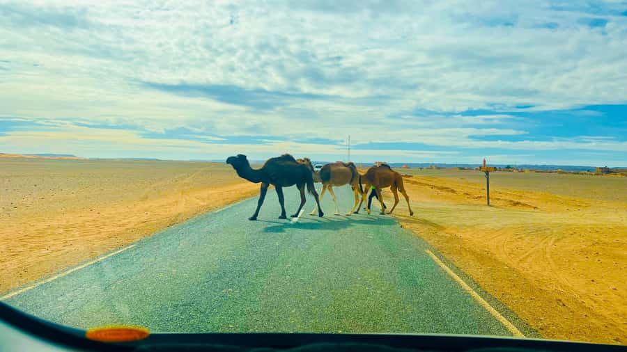 From Marrakech: 2 Days Zagora Desert Safari with Food & Camp - Sunrise Camel Ride and Breakfast: The Morning Magic (With Early Wake-Up)