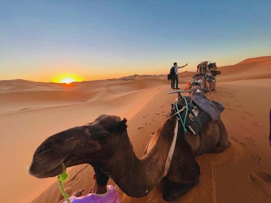 From Marrakech: 3-Day Luxury Desert Tour to Fes via Merzouga - Price and value: what $215 covers (and what it doesn’t)