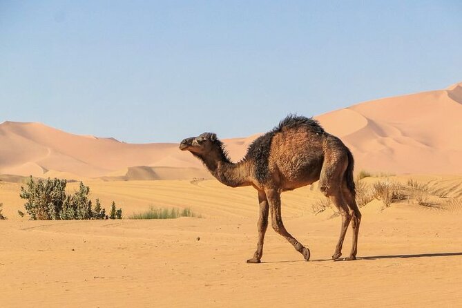 From Marrakech: 3 Days Desert Tour To Merzouga Camp & Camel Trek - Ait-Ben-Haddou kasbah: UNESCO walls, movie sets, and time to climb