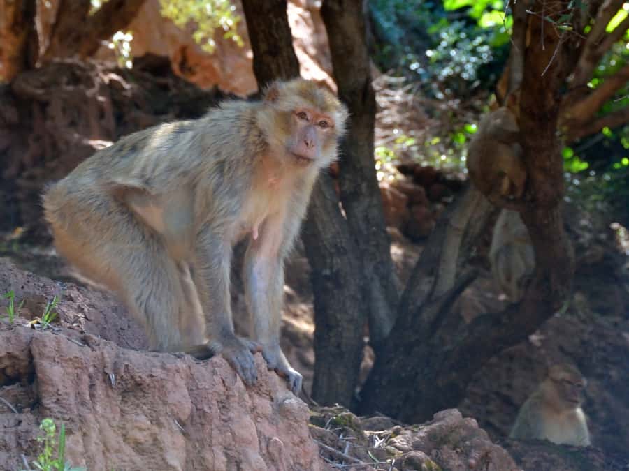 From Marrakech: A day Trip to Ouzoud waterfalls - The guided hike: views, steps, and the payoff