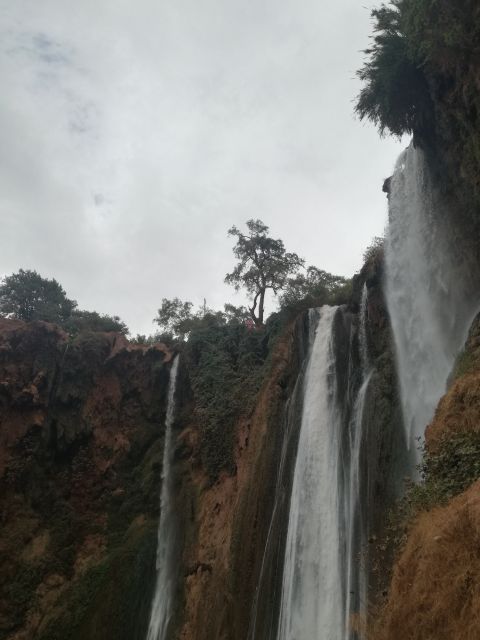 From Marrakech: A day Trip to Ouzoud waterfalls - Barbary macaque monkeys: fun to watch, easy to handle well